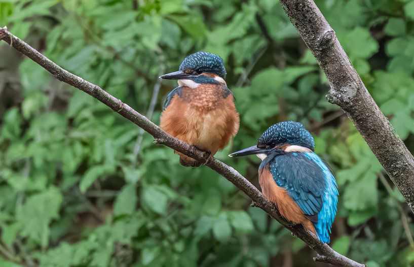 Juvenile kingfishers by Lies Bakker