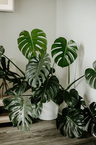 Monstera