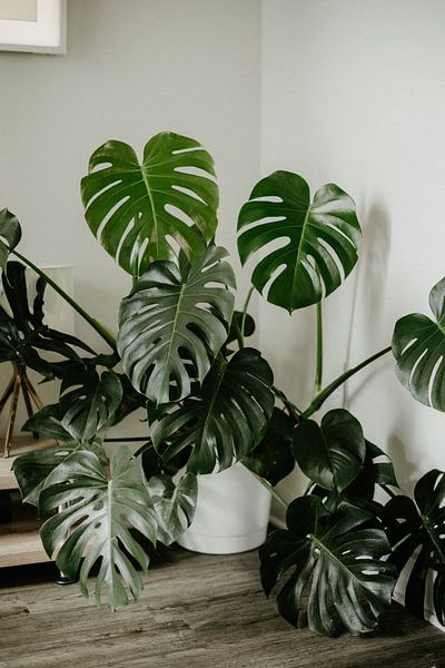 Monstera by Hello Pompoyo