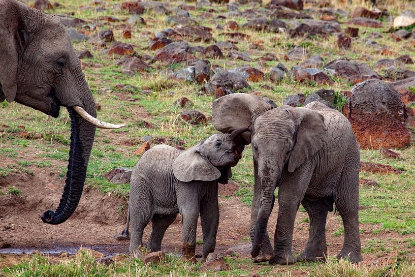 Elefanenfamilie von Peter Michel