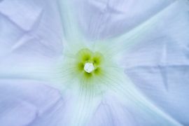 Macro rose tendre de la Gloire du matin sur Iris Holzer Richardson