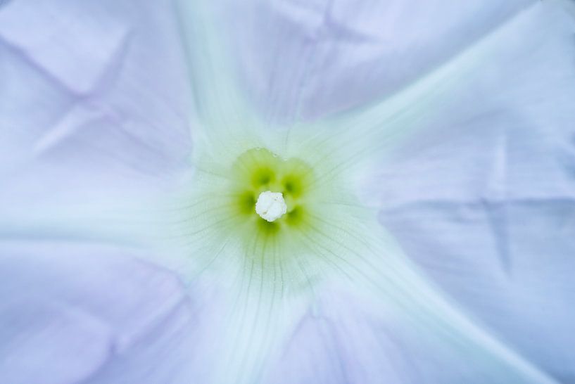 Zartrosa Morgenlatte Makro von Iris Holzer Richardson