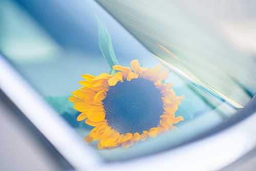 Zonnebloem ligt op een op de hoedenplank van een trouwauto