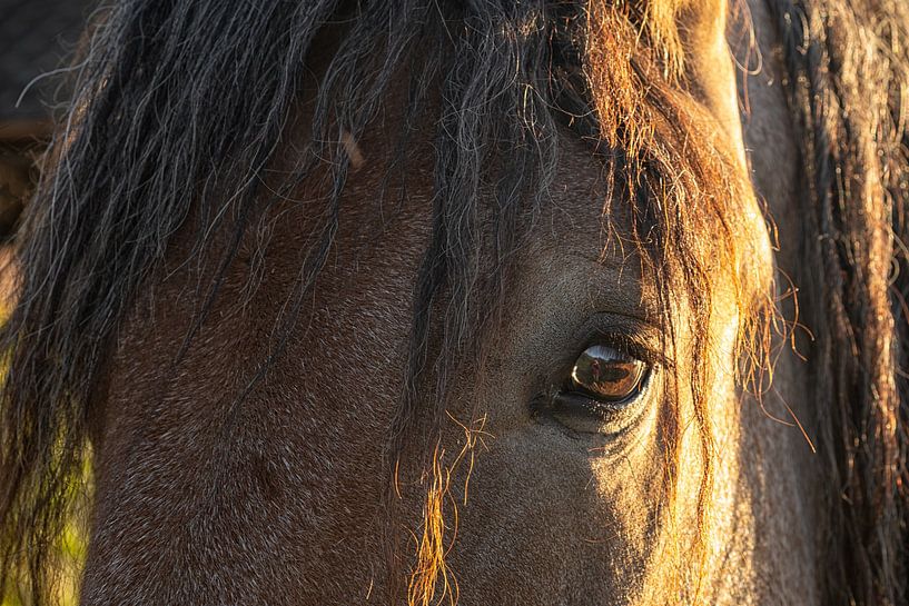 Goldie by Marie-Anne Stas