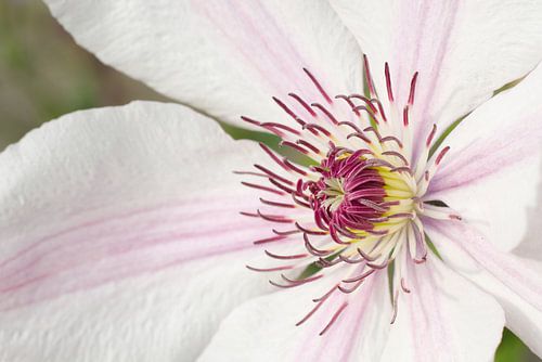 Clematis Johannes Paul II - Zartrosa
