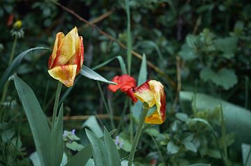 Tulips on a rainy day in May by Christoph Marquardt