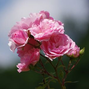 Rosen