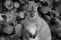 Wallabee