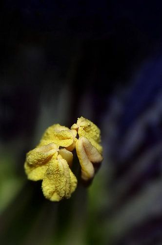 In the Heart of the Gentian