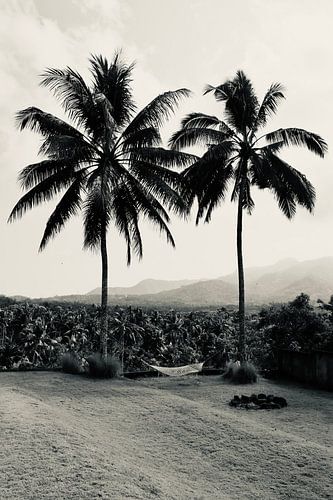 Palm-Ansicht von NoirLight