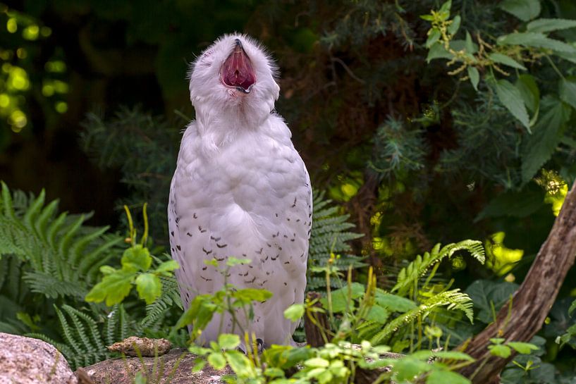 Snowy Owl by Heiko Lehmann