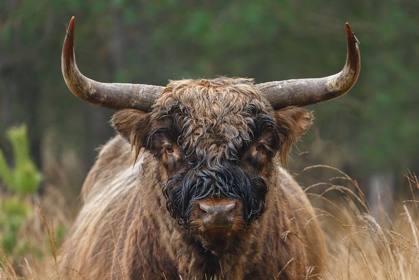 Porträt eines schottischen Hochlandbewohners von Menno Schaefer