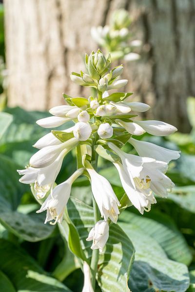Bloemen van Maaike Krimpenfort