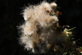 This delicate web of silky, lustrous threads protects the hidden, delicate seeds nestled deep within the woolly structure. Each gossamer-thin fluff forms a perfectly designed mini-parachute, ready to take flight.  A new interior image of seed fluff bathed in soft light against a dark background, making the highlights clearly visible