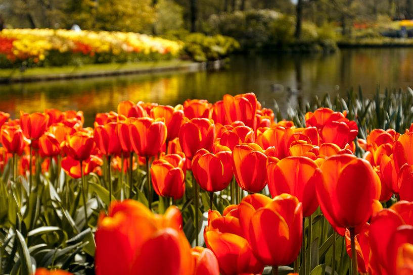 Hollandse tulpen von Stedom Fotografie