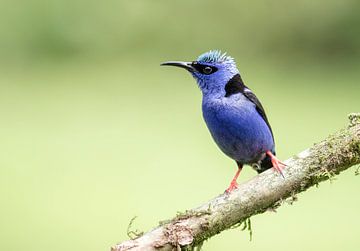 Red-legged Honeycreeper by RobJansenphotography