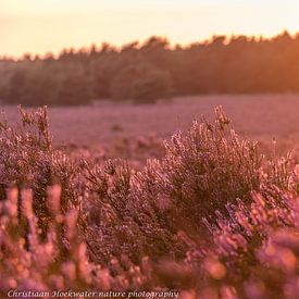 Coucher de soleil sur les landes sur Christiaan Hoekwater