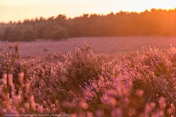 Setting sun on the moors by Christiaan Hoekwater