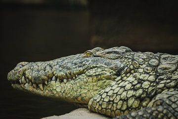Tête de crocodile sur Dennis Lantinga