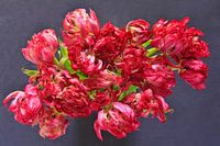 Tulpen
