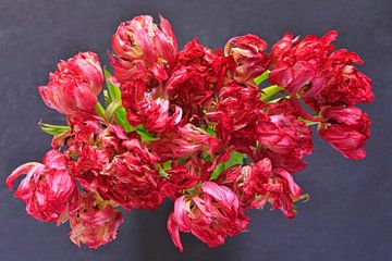 Tulpen von Anette Jäger
