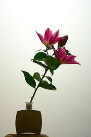 Pink lily in vase by Annemarie Maret