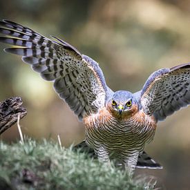 Sparrowhawk with wings spread
