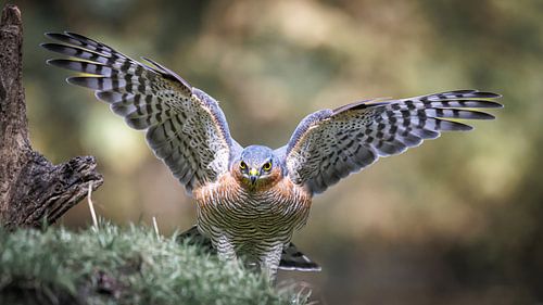 Sperber mit ausgebreiteten Flügeln von Linda Raaphorst