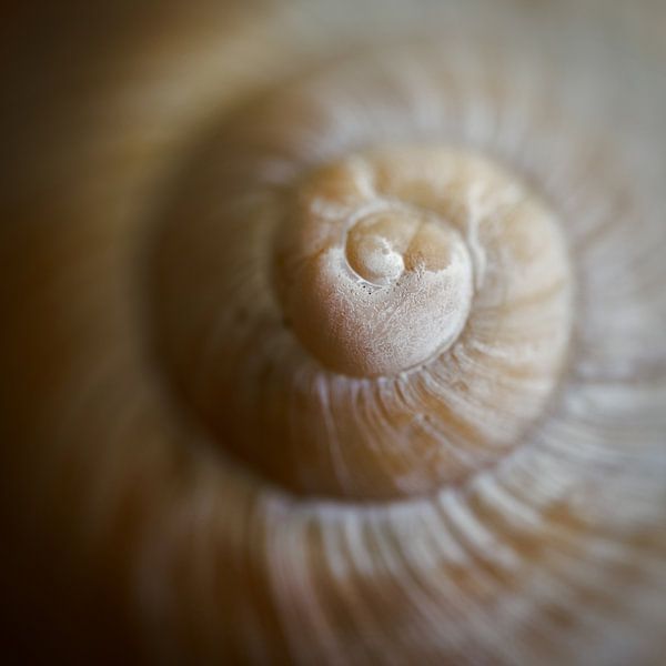 Close-up of a snail shell by Heiko Kueverling