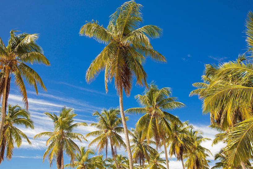 Palmbomen in Punta Cana (Dominicaanse Republiek) van Laura V