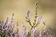 A bee sits on the flowering heath by Michel Geluk thumbnail