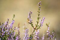 A bee sits on the flowering heath