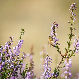 Une abeille s'assoit sur la lande fleurie sur Michel Geluk