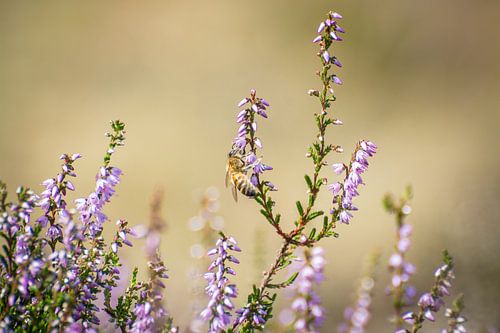 Une abeille s'assoit sur la lande fleurie sur Michel Geluk
