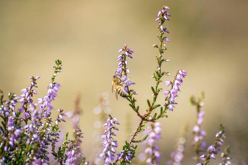 A bee sits on the flowering heath by Michel Geluk