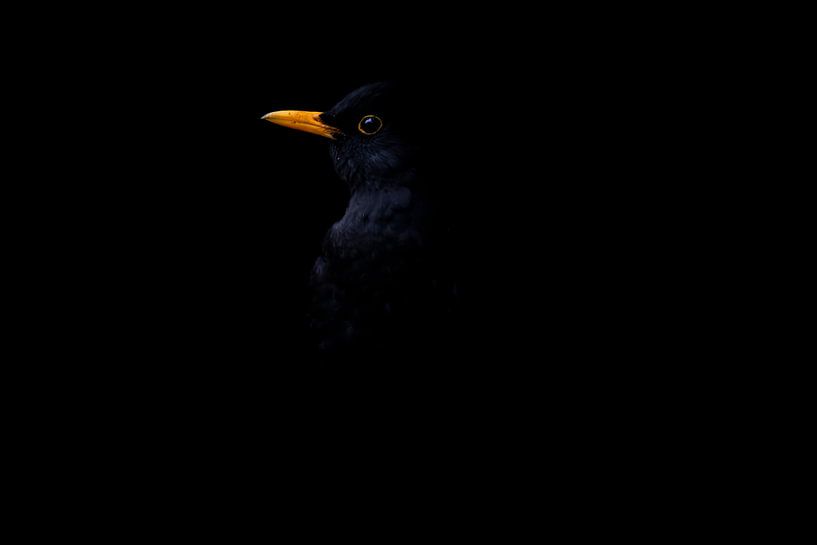 Oiseau noir par WILBERT HEIJKOOP photography