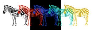 Zebra POP-ART Parade