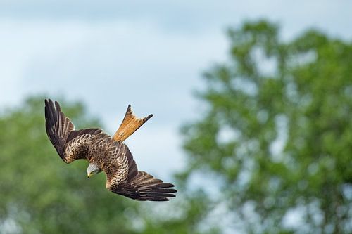 Rode Wouw in duikvlucht in Engeland
