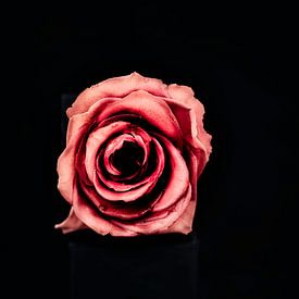 Rose transient by Roland de Zeeuw fotografie