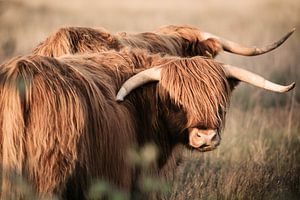 Schottische Highlander in der Abendsonne auf den Mooren