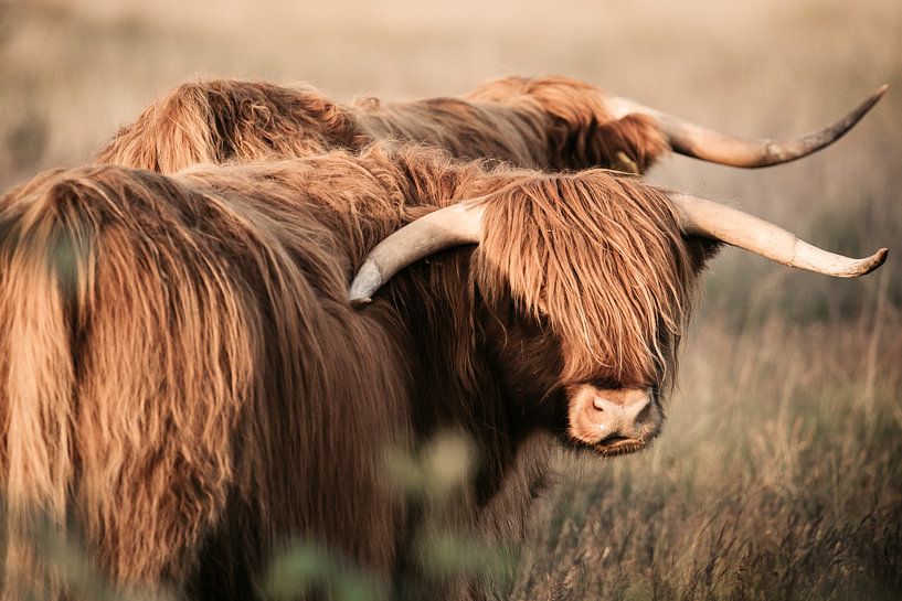 Schottische Highlander in der Abendsonne auf den Mooren von KB Design & Photography (Karen Brouwer)