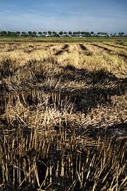 Agricultural landscape after the harvest in Vietnam by Frank Photos