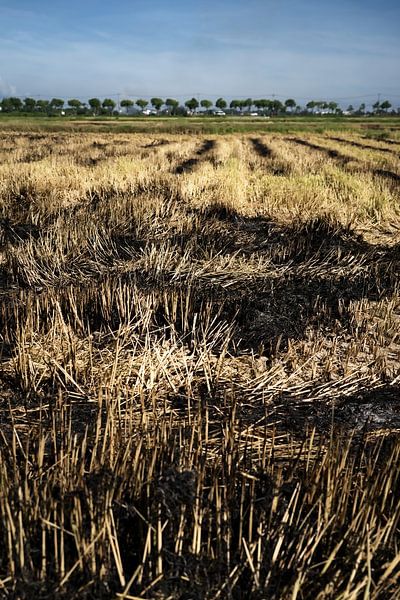 Agrarlandschaft nach der Ernte in Vietnam von Frank Photos