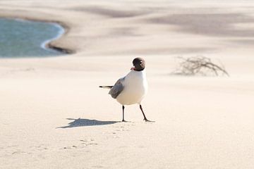 Smart Bird, Zeeland by Karen van de Kerkhove