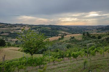 Hügel des Piemont Italien mit grünen Weinbergen