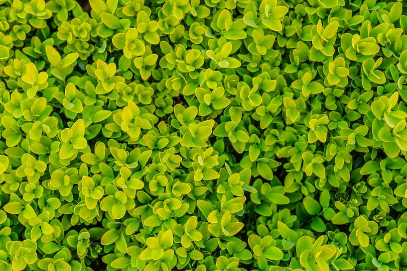 Boxwood leaves as a background pattern by Mixed media vector arts