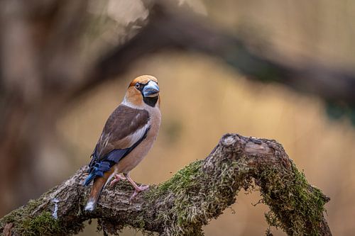 Appelvink op bemoste tak