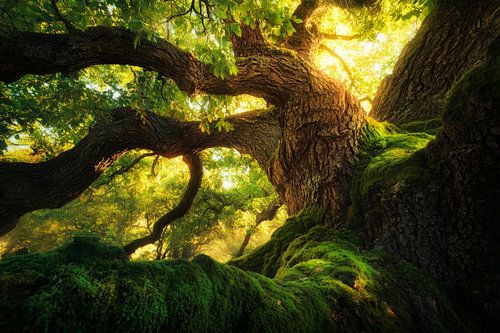 Majestueuze boom in het zonlicht