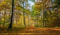 Pad door het kleurrijke herfstbos van Werner Reins thumbnail