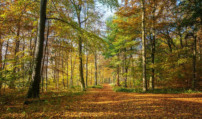 Pad door het kleurrijke herfstbos van Werner Reins